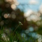 Gänseblümchen im Spiegel 3