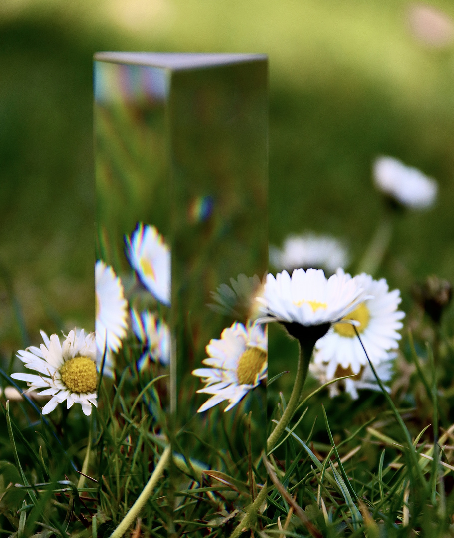 Gänseblümchen im Spiegel