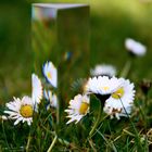 Gänseblümchen im Spiegel