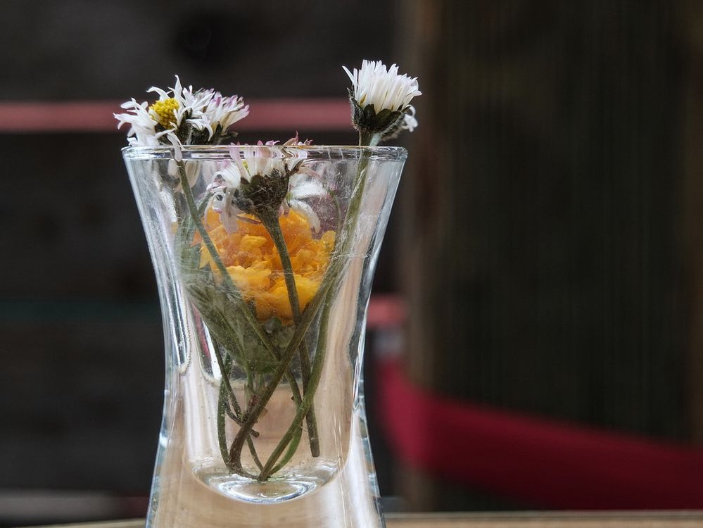 Gänseblümchen im Stamperl