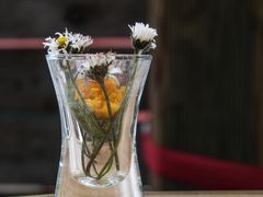 Gänseblümchen im Stamperl