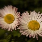 Gänseblümchen im Sturm