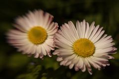 Gänseblümchen im Sturm