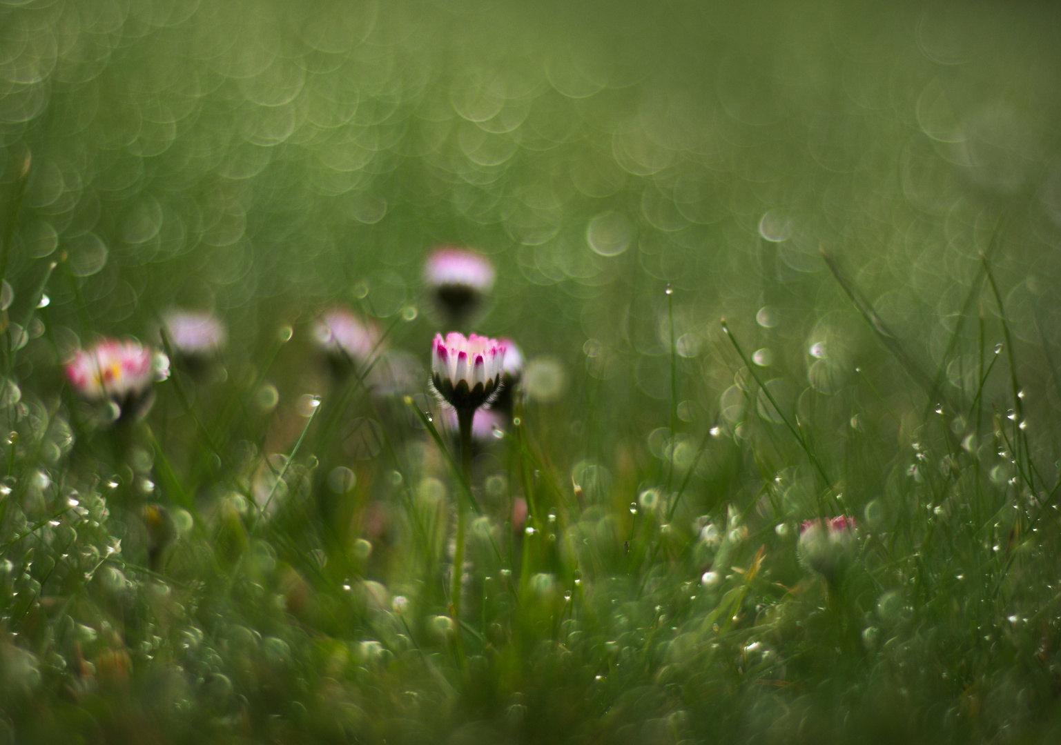 Gänseblümchen im Tautropfenbokeh