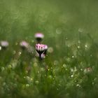 Gänseblümchen im Tautropfenbokeh