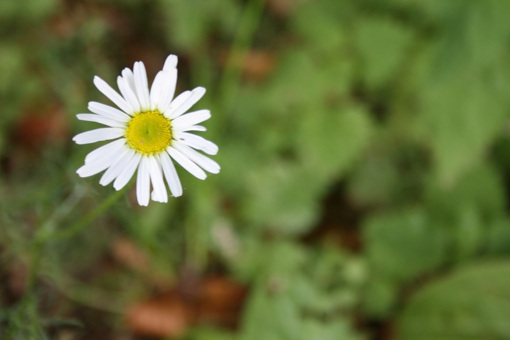 Gänseblümchen im Wald