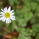 Gänseblümchen im Wald