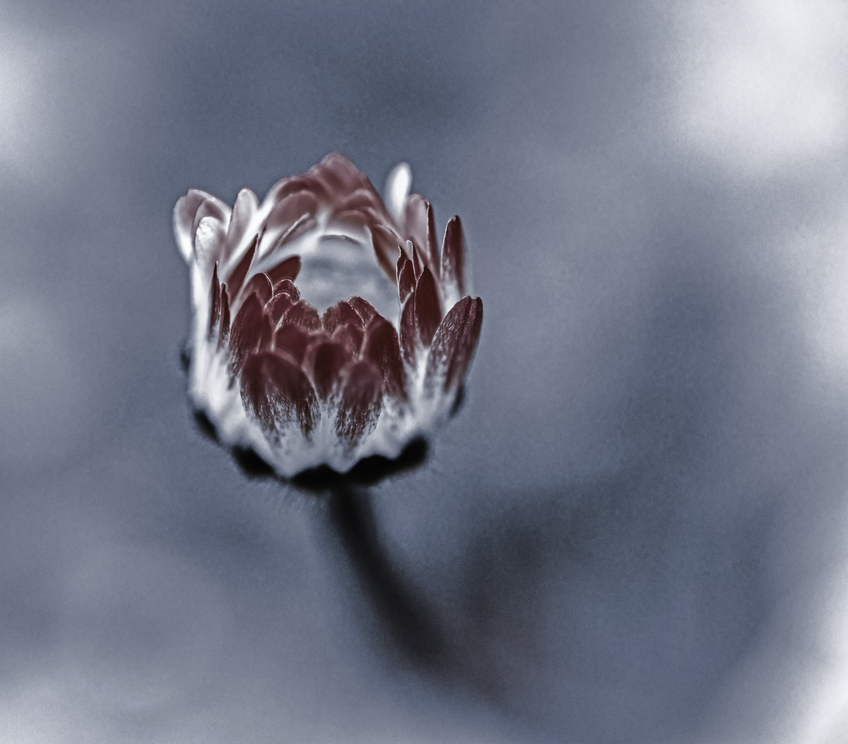 Gänseblümchen im Wind