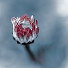 Gänseblümchen im Wind