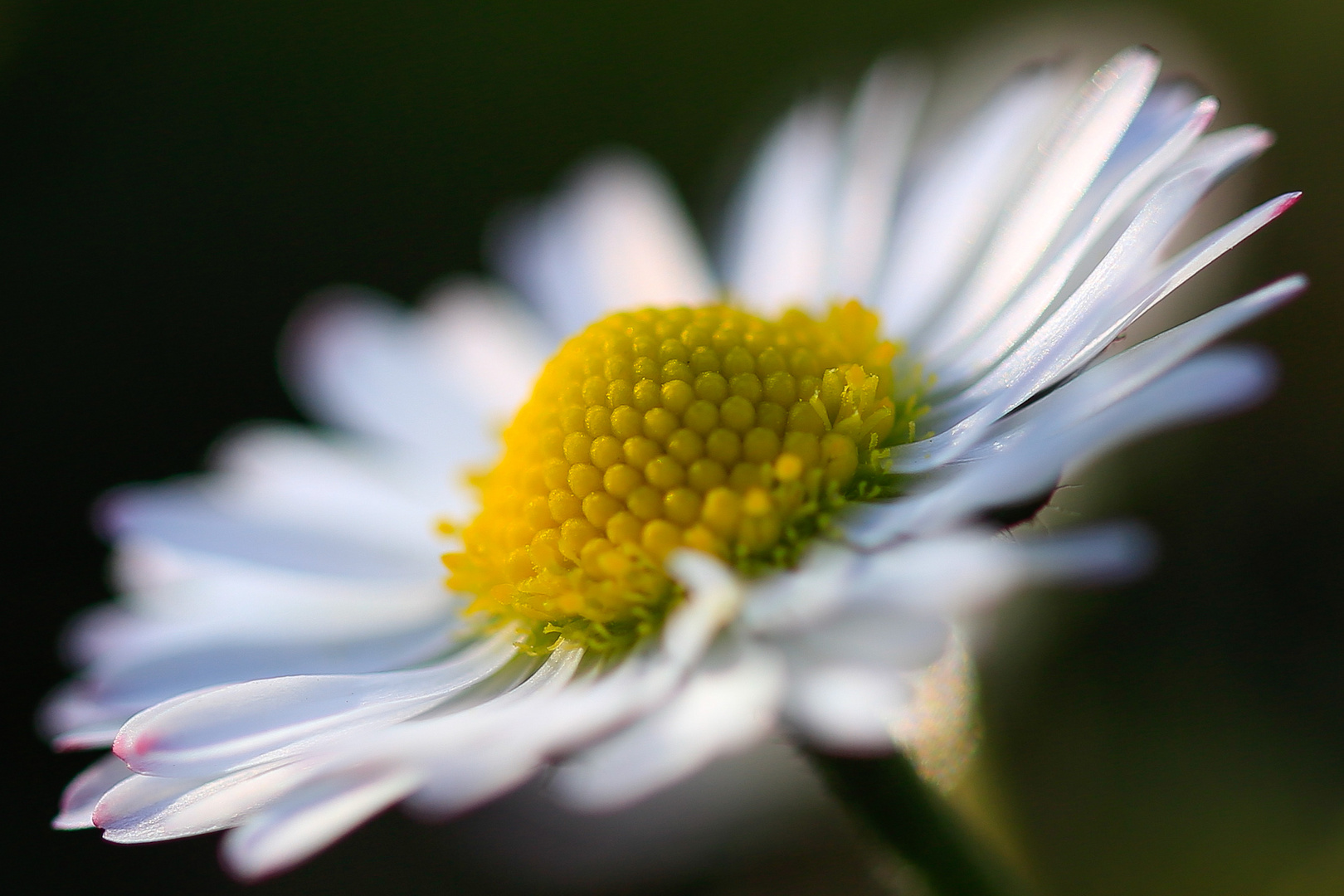 Gänseblümchen im wind