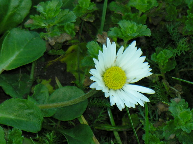 Gänseblümchen im Winter .....