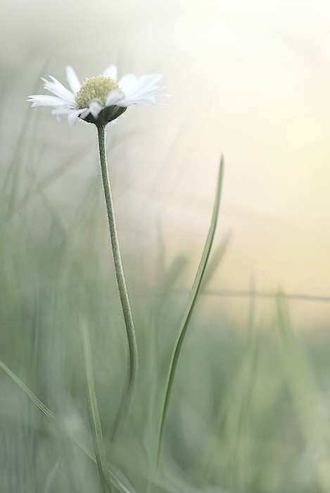 gänseblümchen im wunderland I