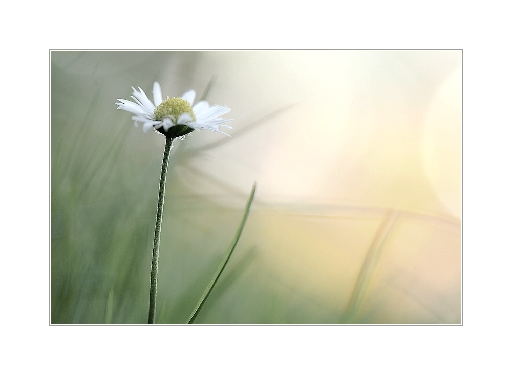 gänseblümchen im wunderland II