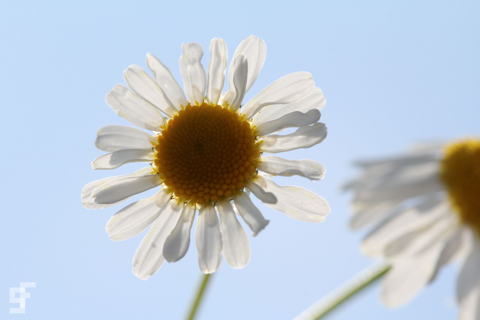 Gänseblümchen im Zwielicht