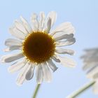 Gänseblümchen im Zwielicht