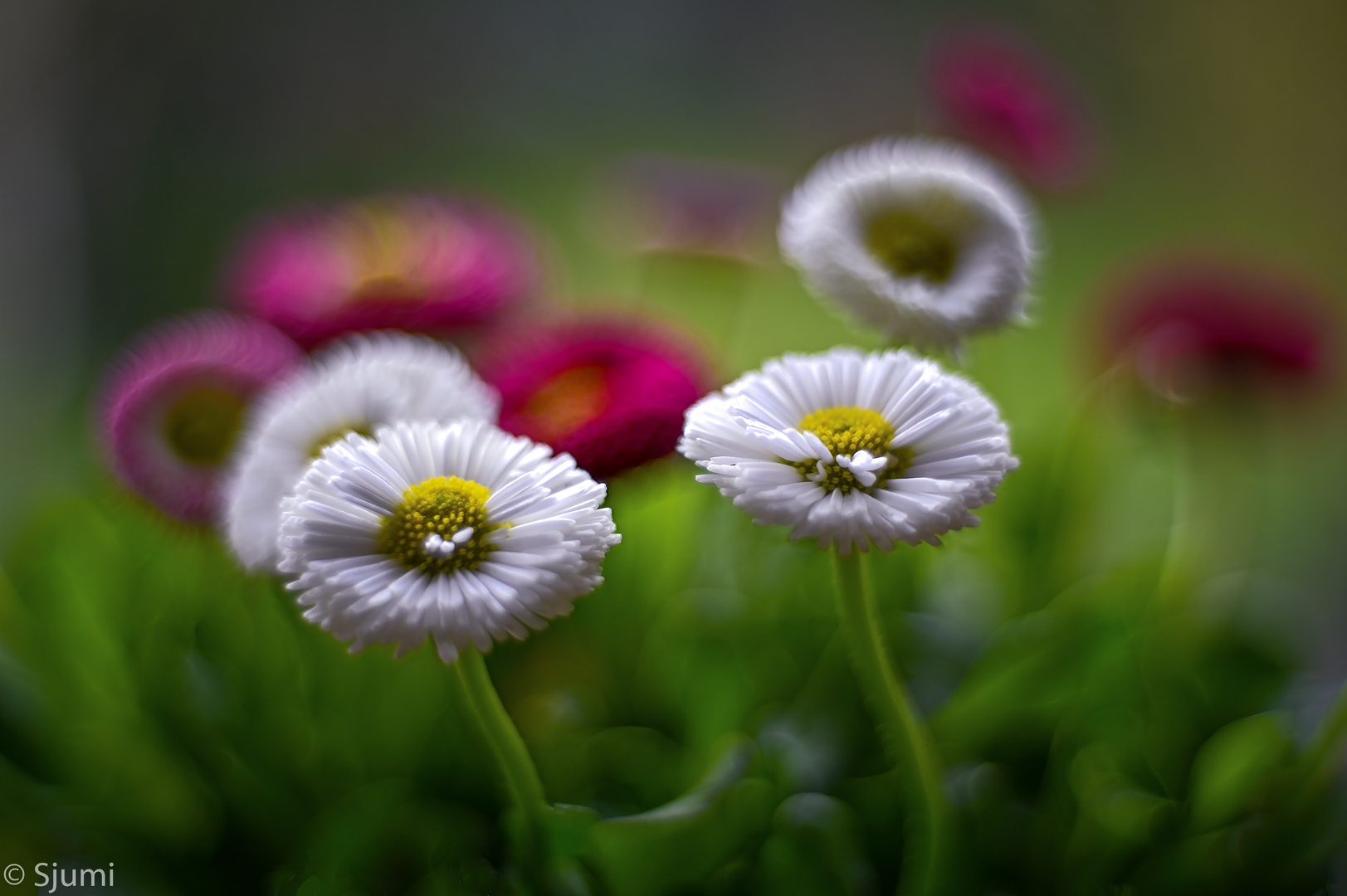 Gänseblümchen Impression