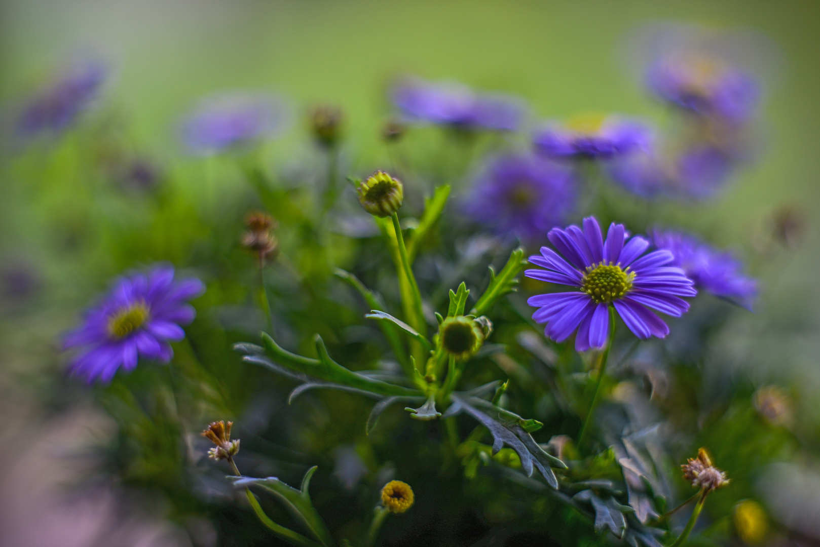 Gänseblümchen Impression