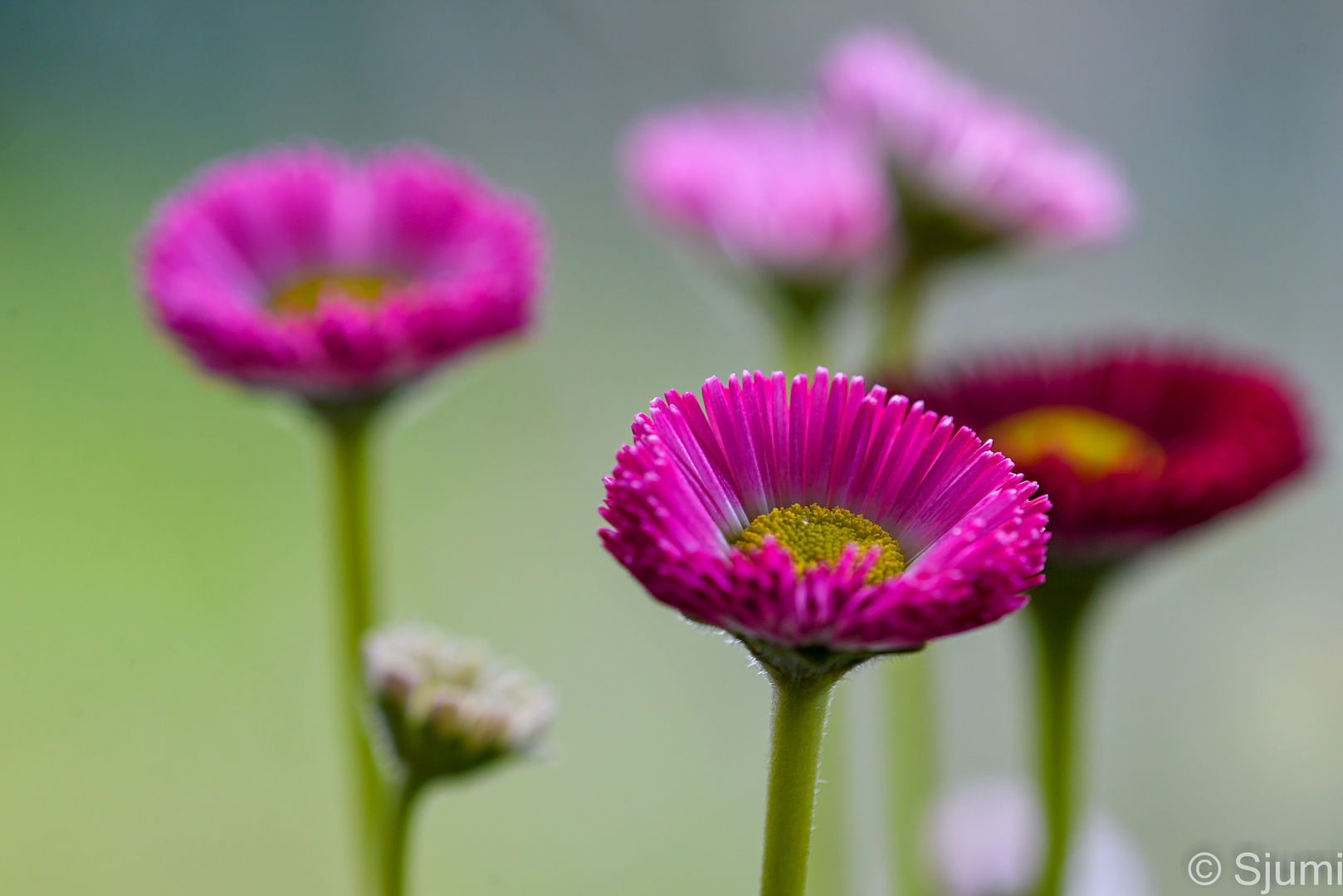 Gänseblümchen Impression