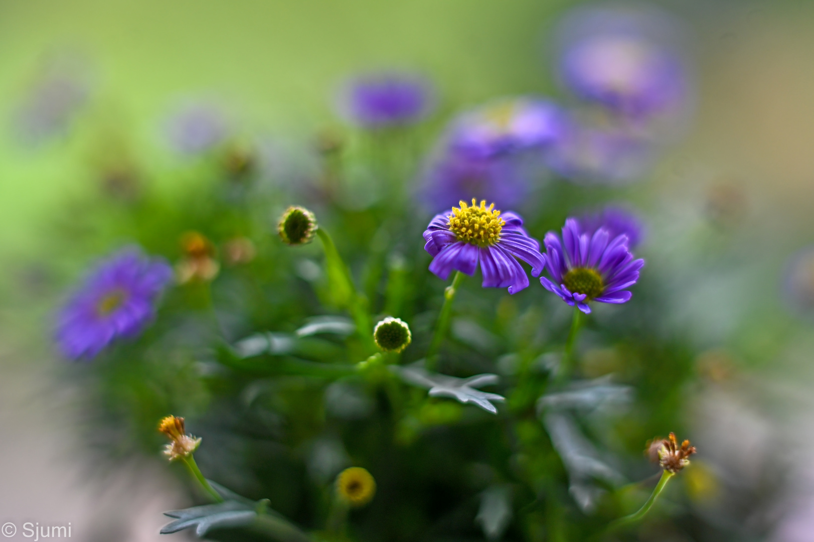 Gänseblümchen Impression