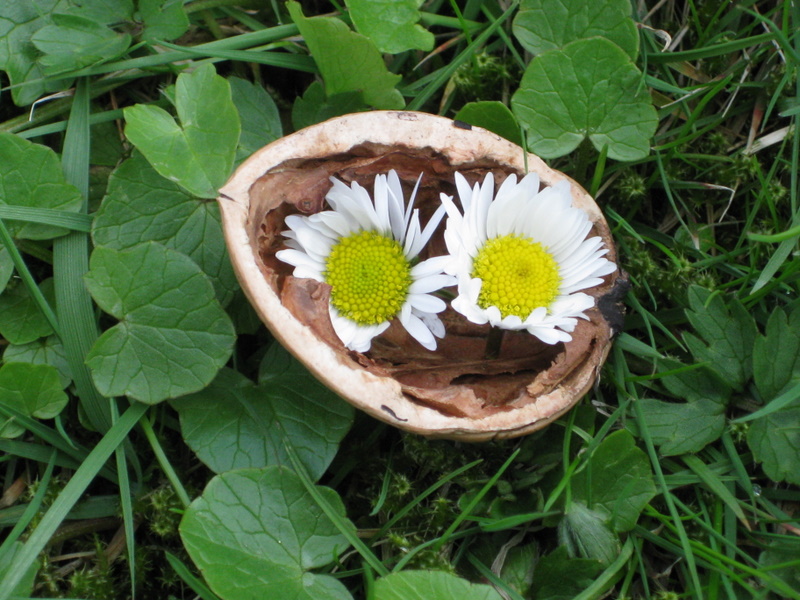 Gänseblümchen in a Nutshell