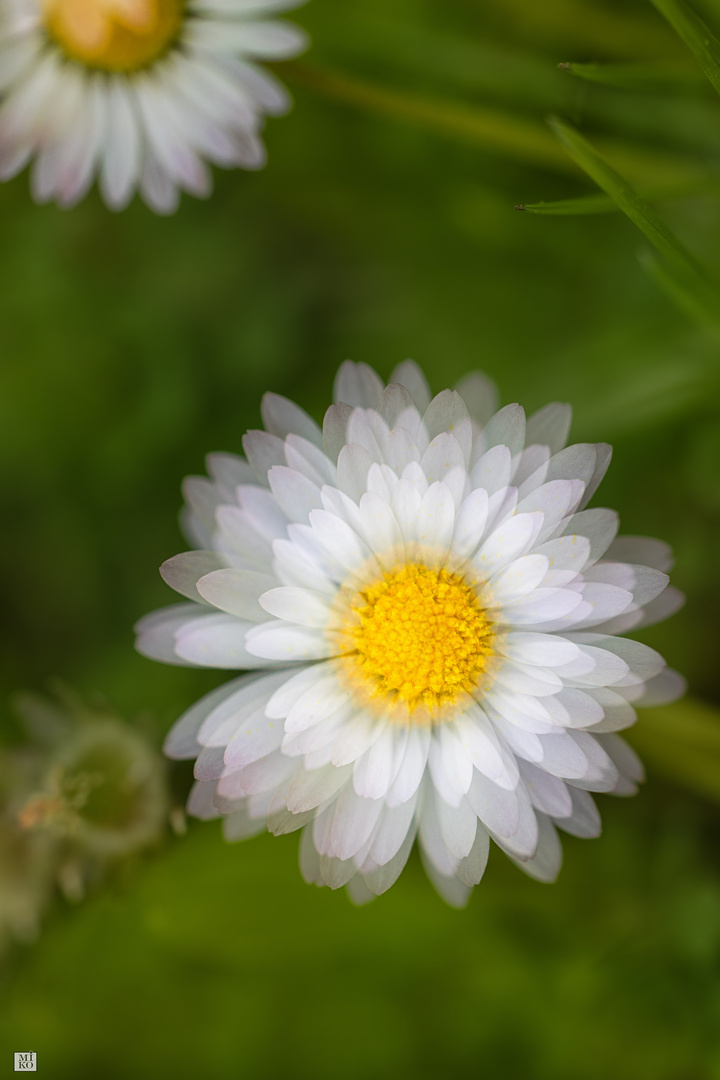 Gänseblümchen in Abstraktion