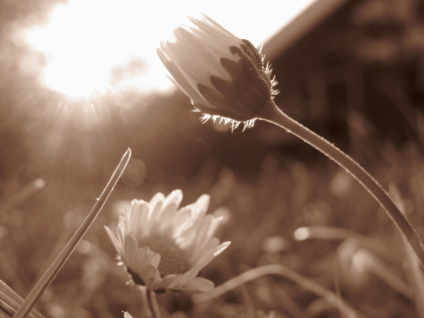 Gänseblümchen in der Abendsonne