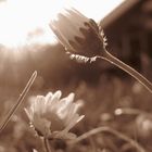 Gänseblümchen in der Abendsonne