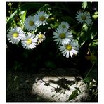 Gänseblümchen in der Abendsonne.