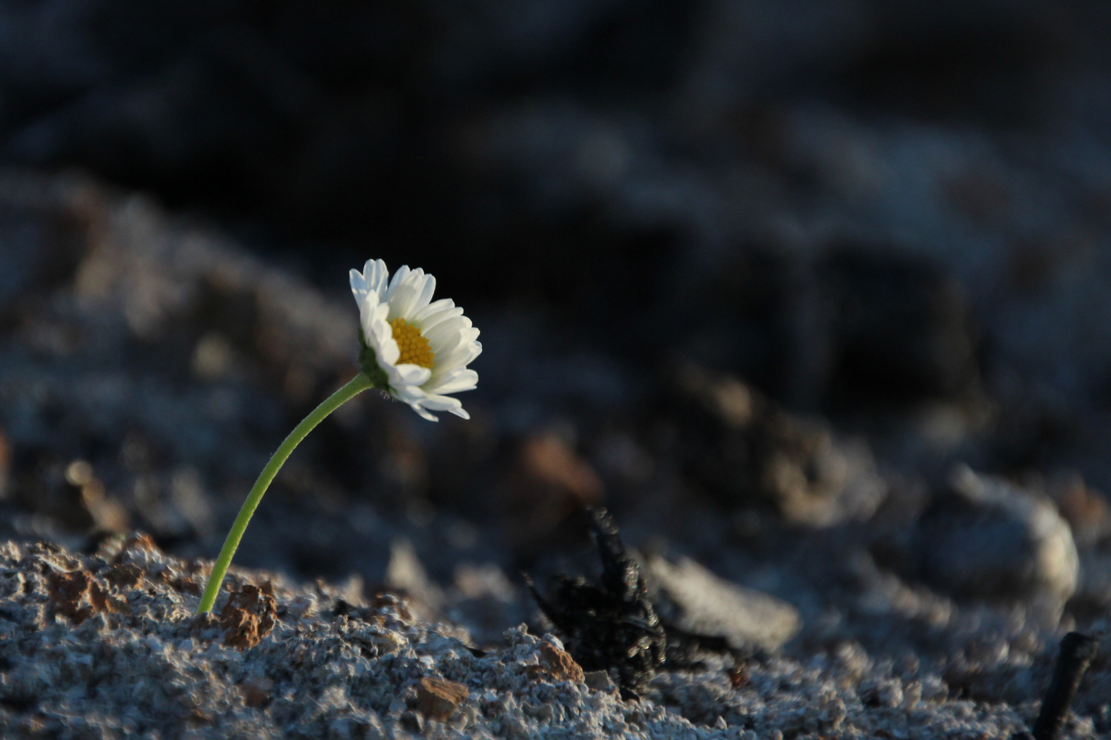 Gänseblümchen in der Asche