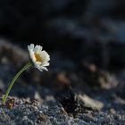 Gänseblümchen in der Asche