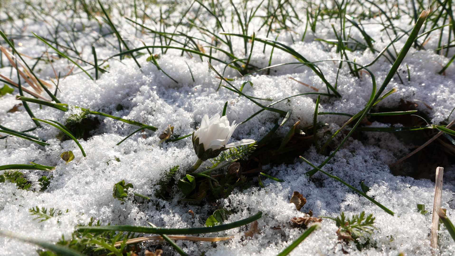 Gänseblümchen in der Eislandschaft