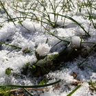 Gänseblümchen in der Eislandschaft