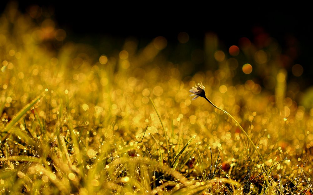 Gänseblümchen in der November- Morgensonne