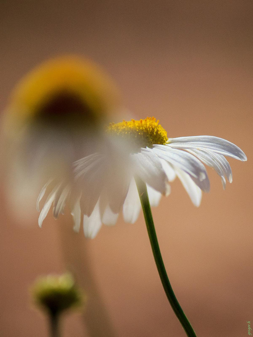 Gänseblümchen in der Sommerhitze :)