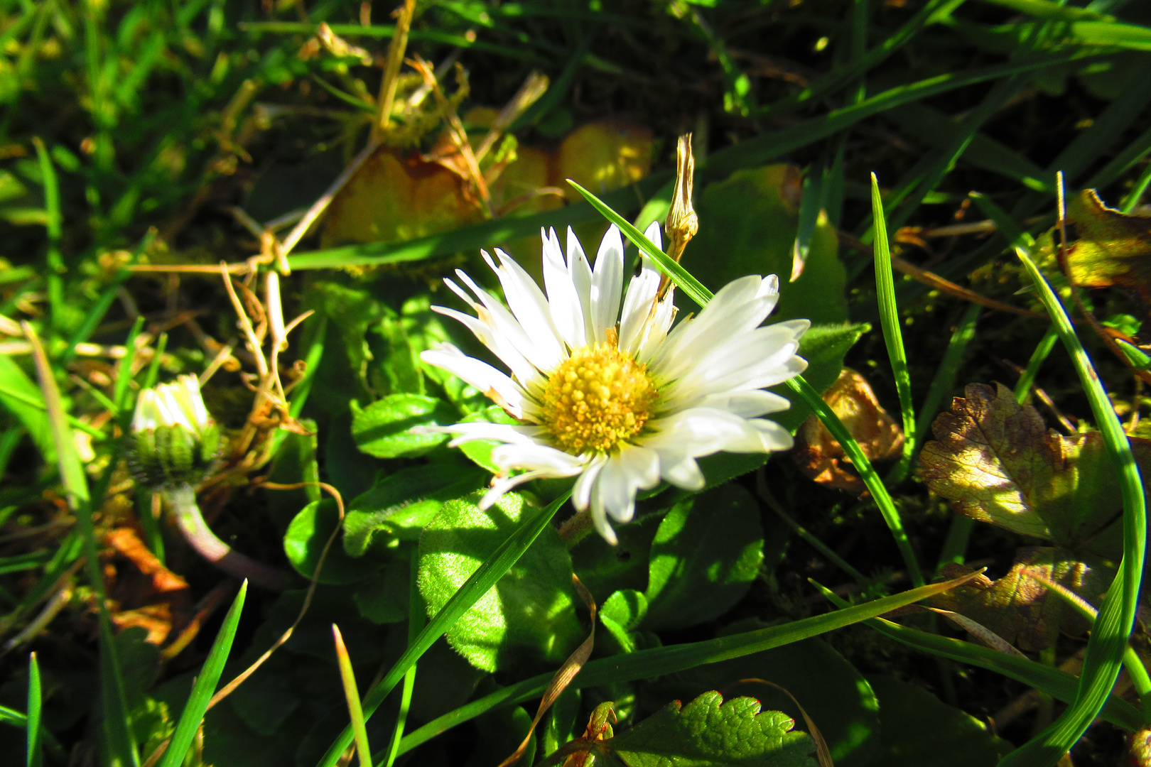 Gänseblümchen in der wiese 