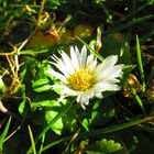 Gänseblümchen in der wiese 