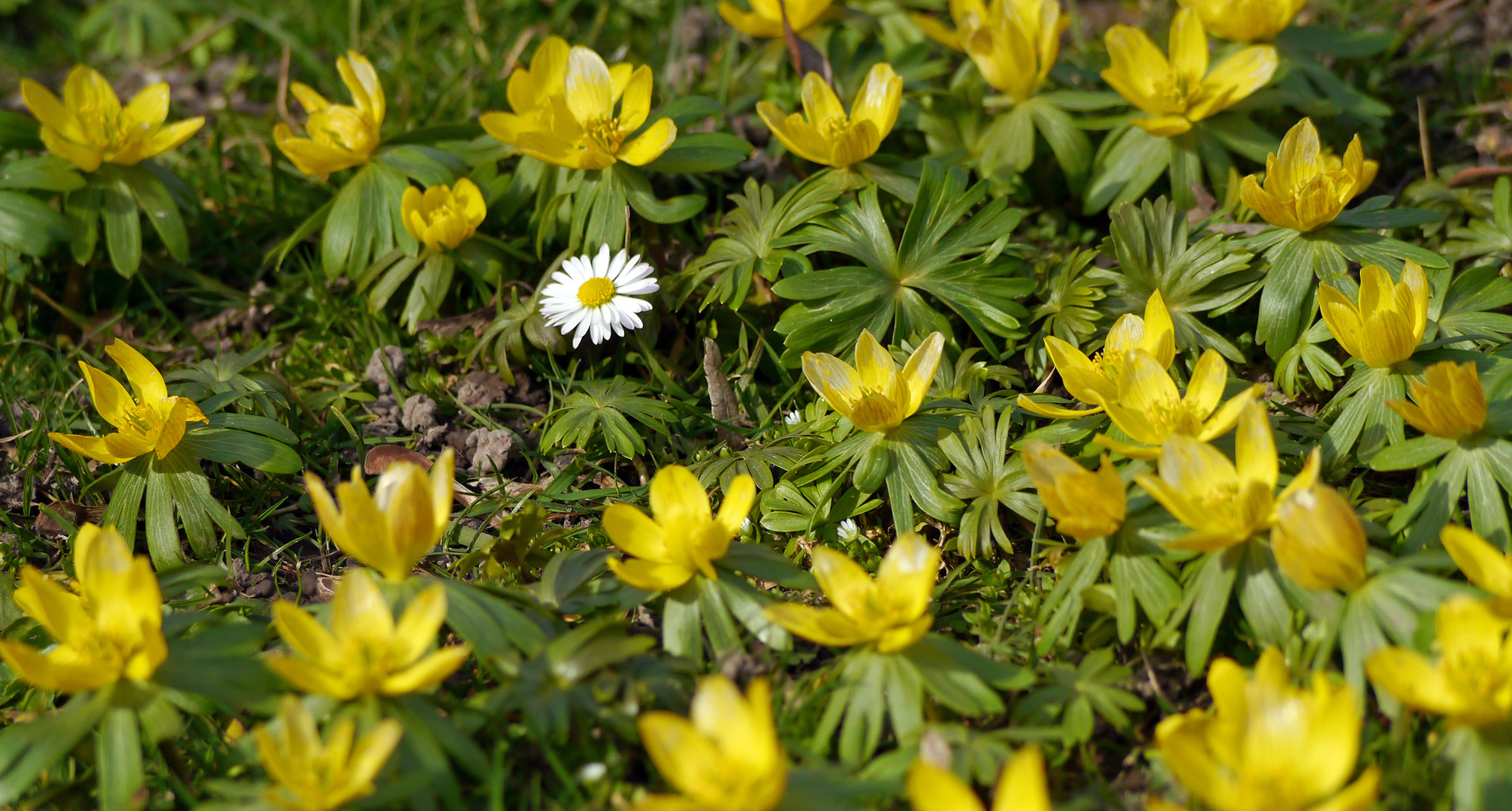 Gänseblümchen in einem Kreis von Winterlingen