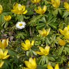 Gänseblümchen in einem Kreis von Winterlingen