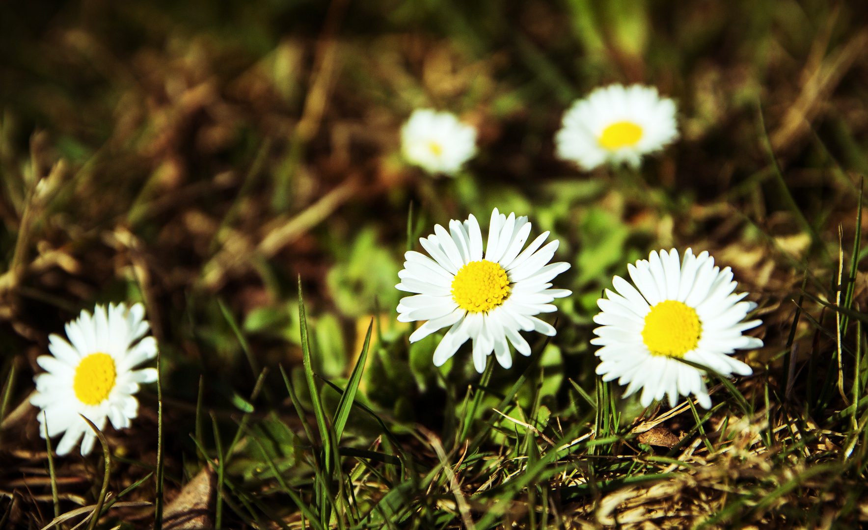 Gänseblümchen in Farbe Variante 1