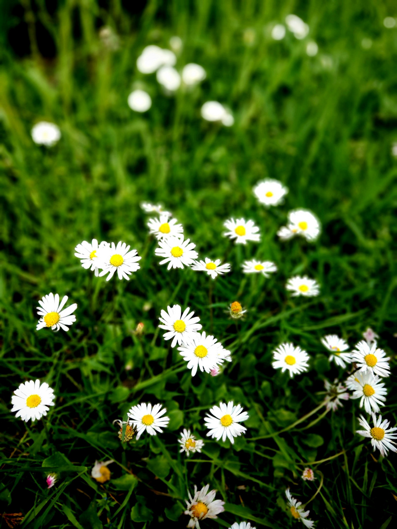 Gänseblümchen in Hamm (Westfalen), 21. Mai 2021