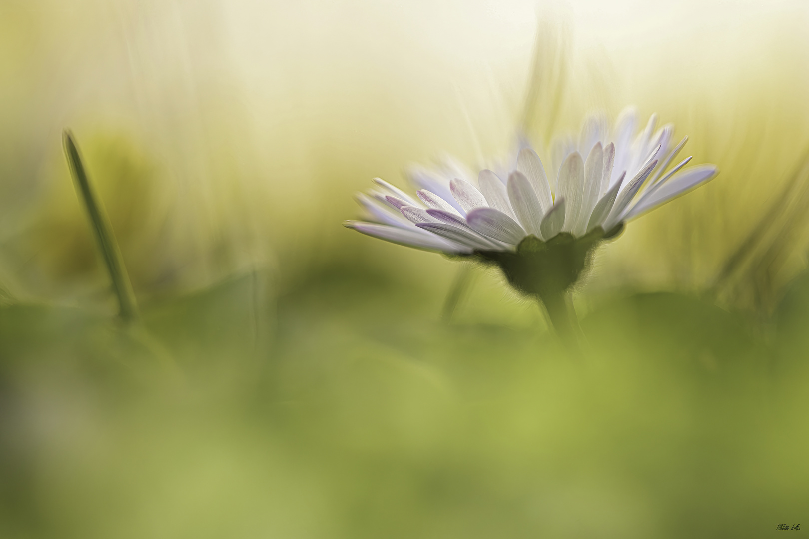 Gänseblümchen in Love