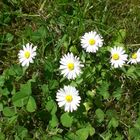 Gänseblümchen in Mamas Garten