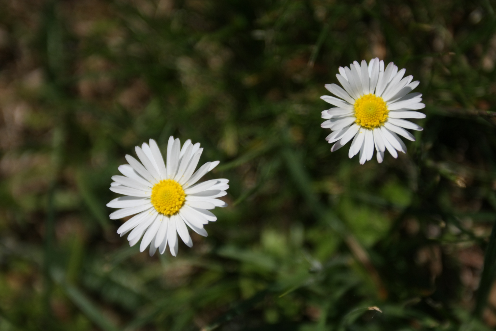 Gänseblümchen in meinem Garten