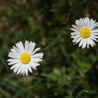 Gänseblümchen in meinem Garten