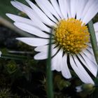 Gänseblümchen in Orange