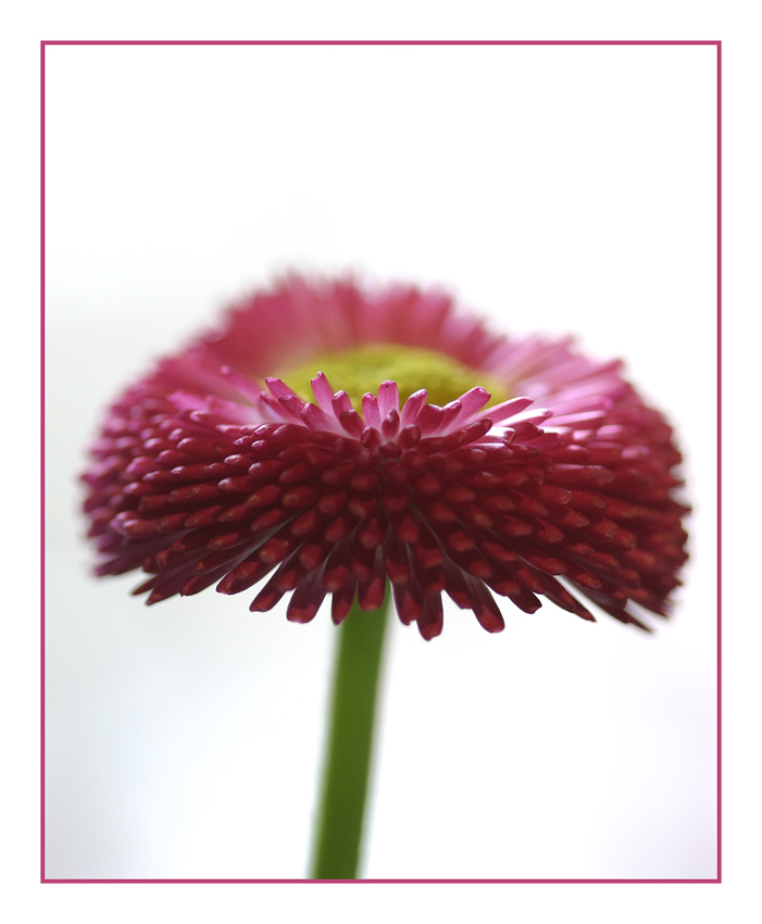 Gänseblümchen in Pink