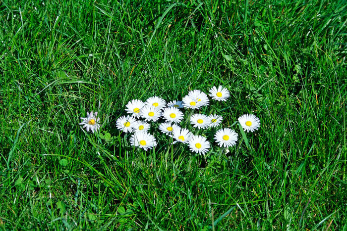 Gänseblümchen in Putbus