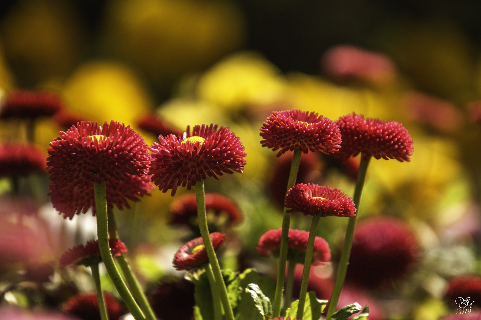 Gänseblümchen in Rot