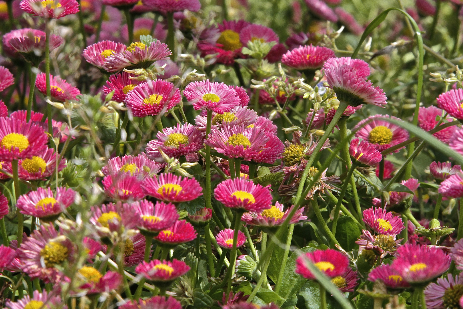 Gänseblümchen in Rot