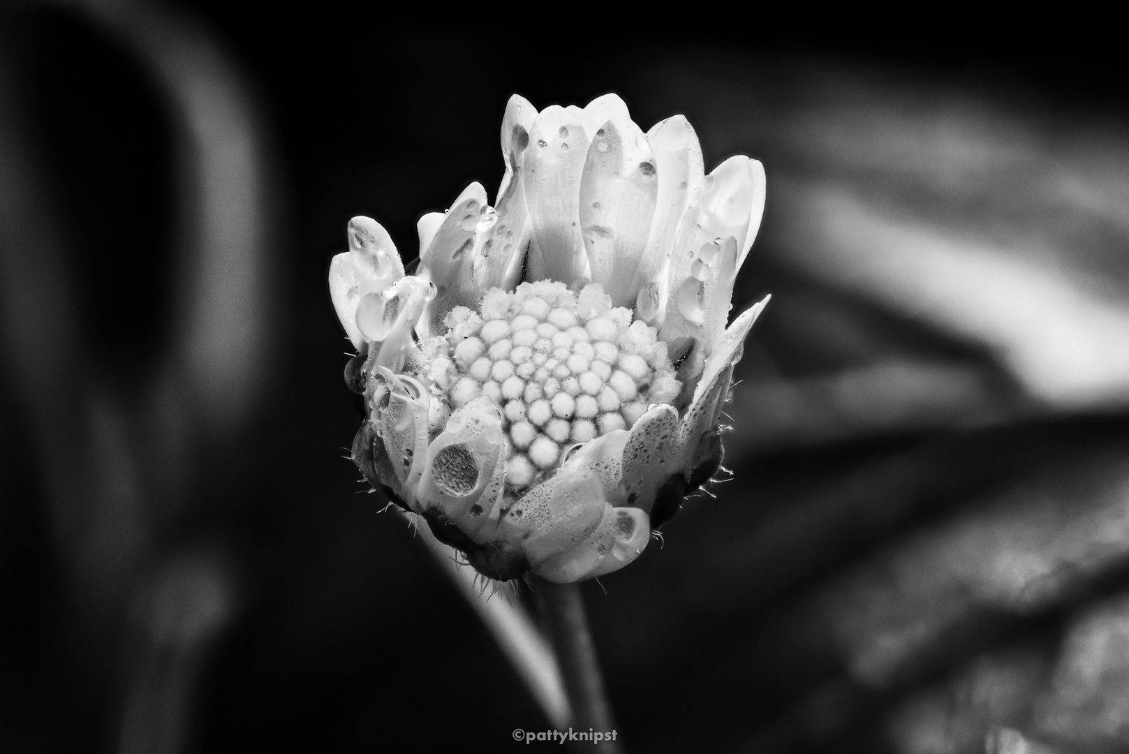 Gänseblümchen in Schwarzweiss